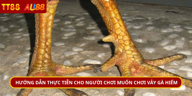 Hướng dẫn thực tiễn cho người chơi muốn chơi vảy gà hiếm